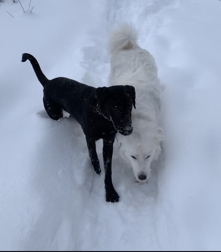 Maci, a Great Pyrenees tested with EmbarkVet.com