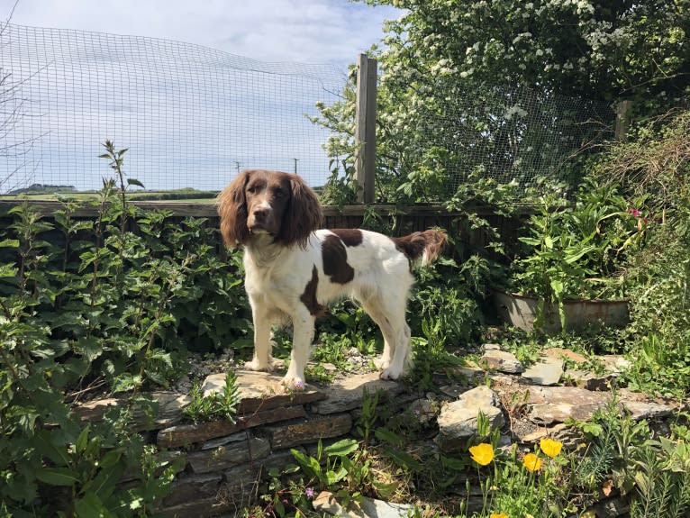 Willow, an English Springer Spaniel tested with EmbarkVet.com