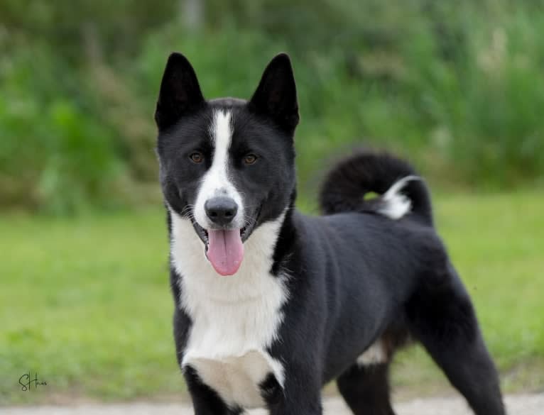 Pikki, a Karelian Bear Dog tested with EmbarkVet.com