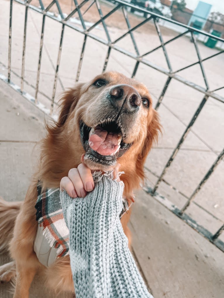 Marley, a Golden Retriever tested with EmbarkVet.com