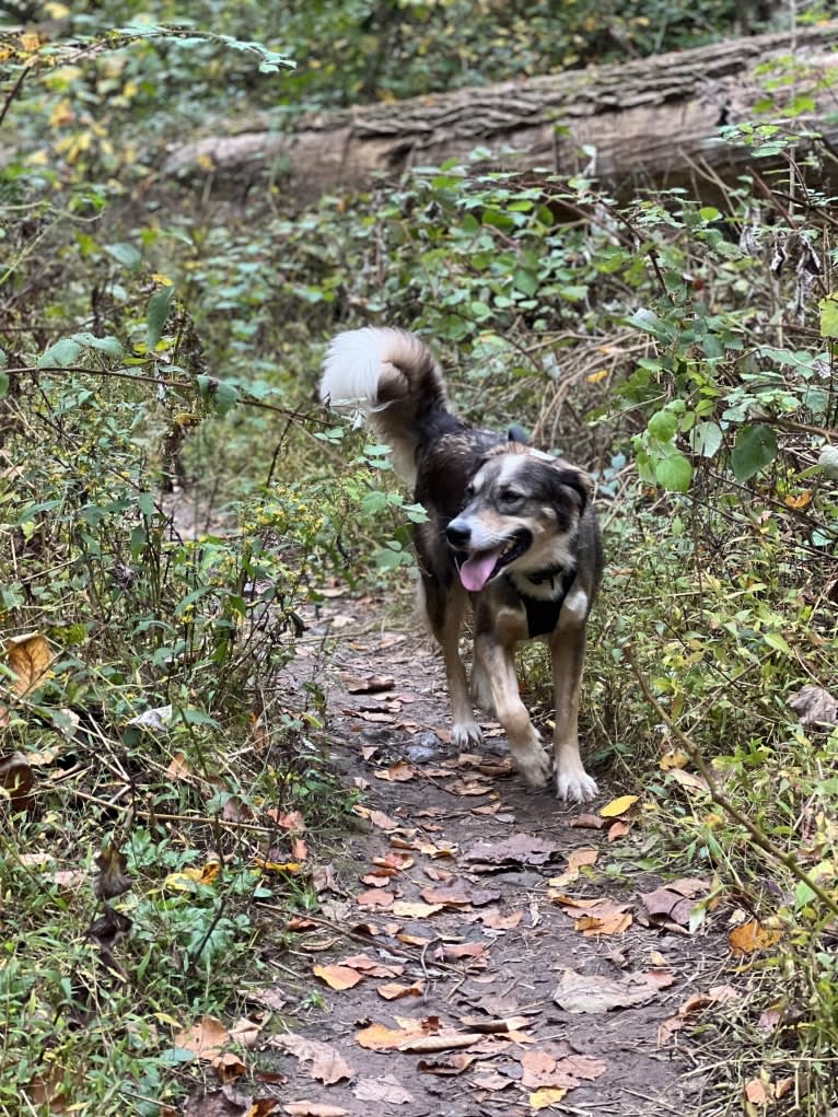 Benny, an Arabian Village Dog tested with EmbarkVet.com