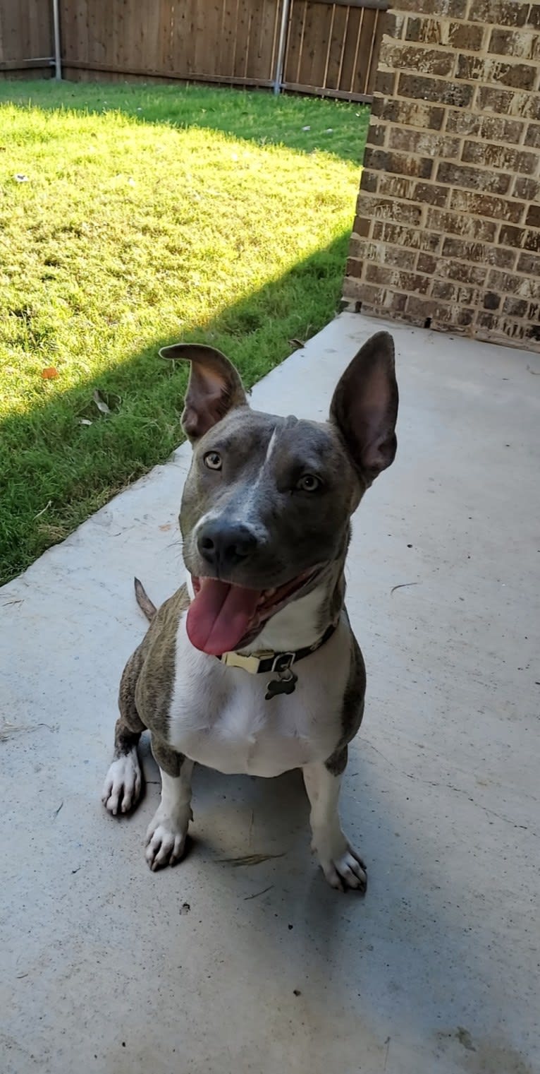 SAINT, an American Pit Bull Terrier and American Staffordshire Terrier mix tested with EmbarkVet.com