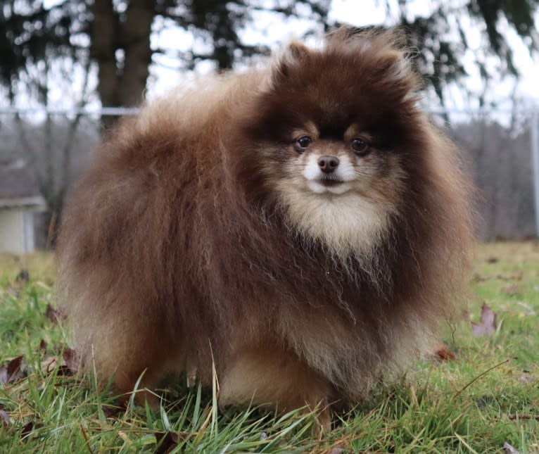 Kona, a Pomeranian tested with EmbarkVet.com