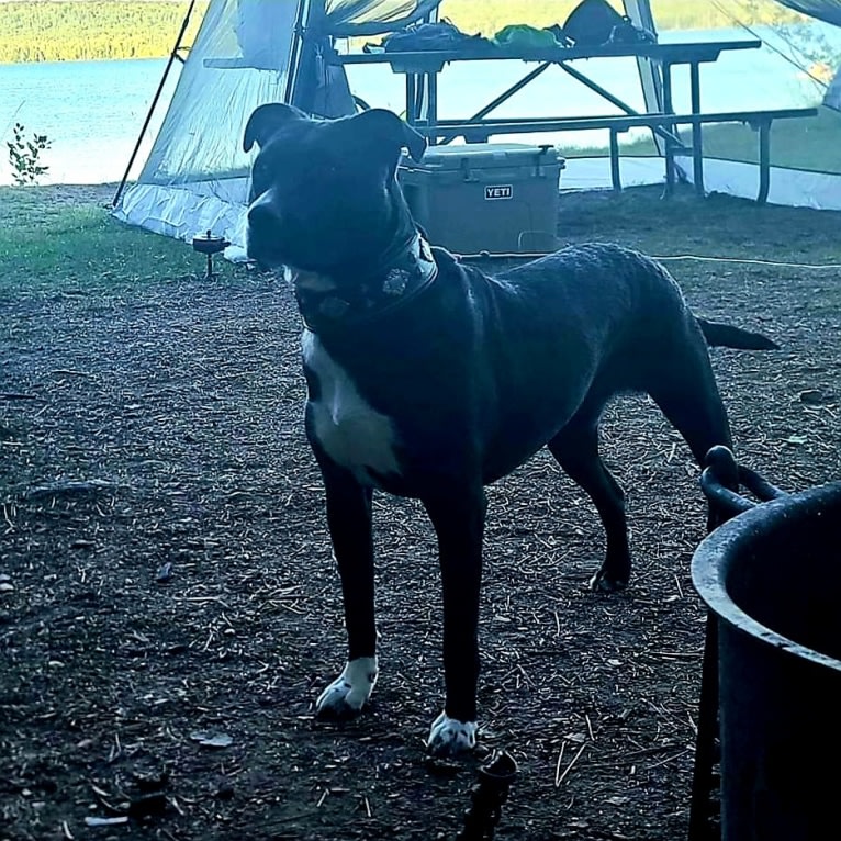 Luna, an American Pit Bull Terrier tested with EmbarkVet.com