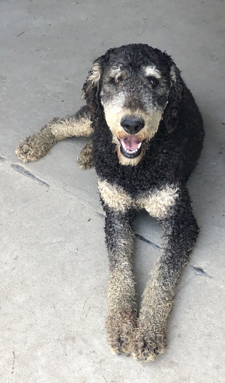 Photo of Hank, a Poodle (Standard) 