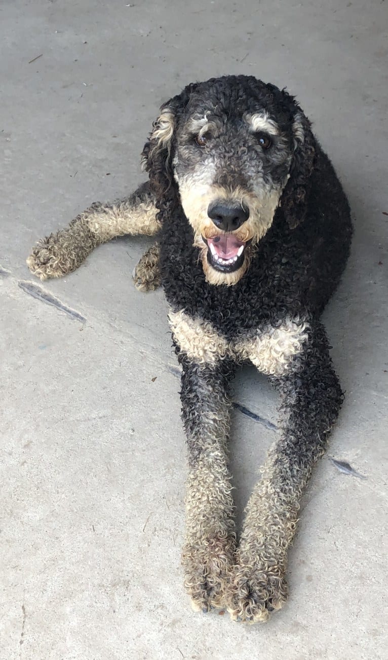 Hank, a Poodle (Standard) tested with EmbarkVet.com