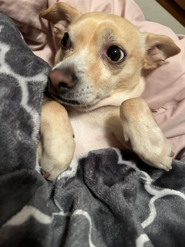 Taco, a Chihuahua and Dachshund mix tested with EmbarkVet.com