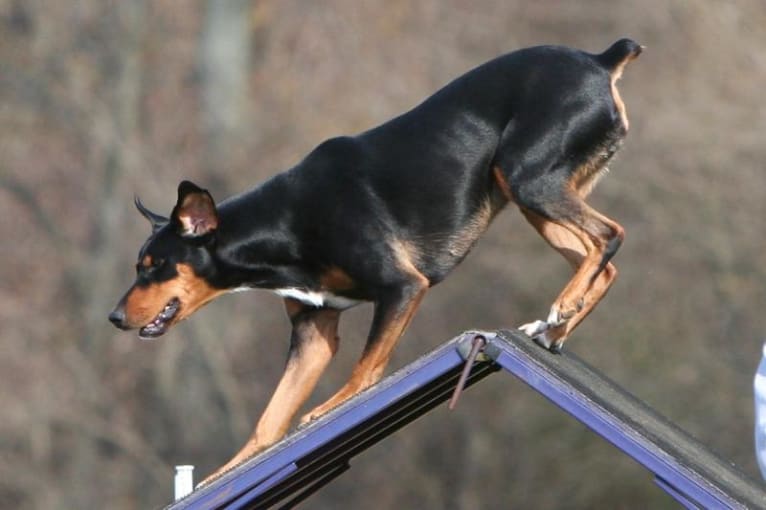 Jinx, a Doberman Pinscher and English Springer Spaniel mix tested with EmbarkVet.com