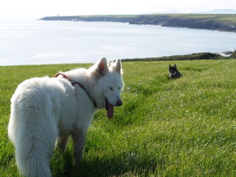 Alaska, a German Shepherd Dog and Akita mix tested with EmbarkVet.com
