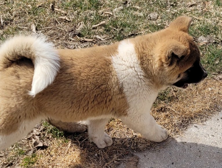 Geena, an Akita tested with EmbarkVet.com