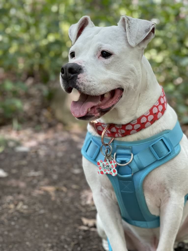 Fetty, an American Pit Bull Terrier and American Staffordshire Terrier mix tested with EmbarkVet.com