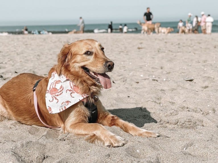 Marley, a Golden Retriever tested with EmbarkVet.com