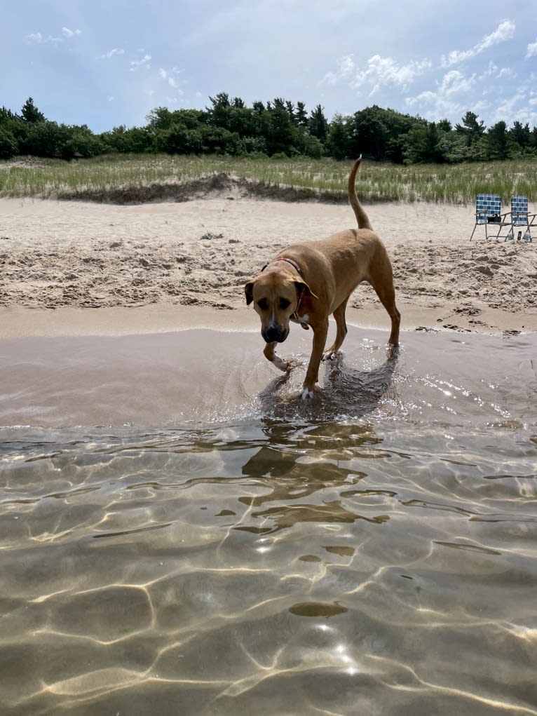 Simon, an American Pit Bull Terrier and Catahoula Leopard Dog mix tested with EmbarkVet.com