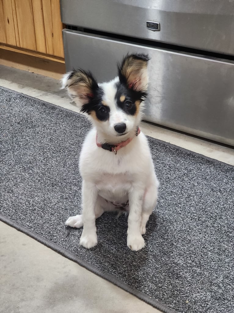 Shelby, a Papillon tested with EmbarkVet.com