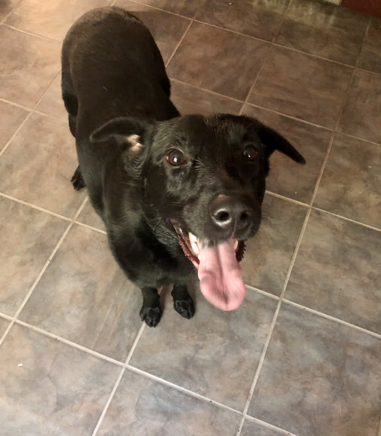 Roxie, a Labrador Retriever and German Shepherd Dog mix tested with EmbarkVet.com