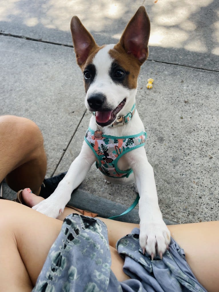 Reishi, an Australian Cattle Dog and American Pit Bull Terrier mix tested with EmbarkVet.com