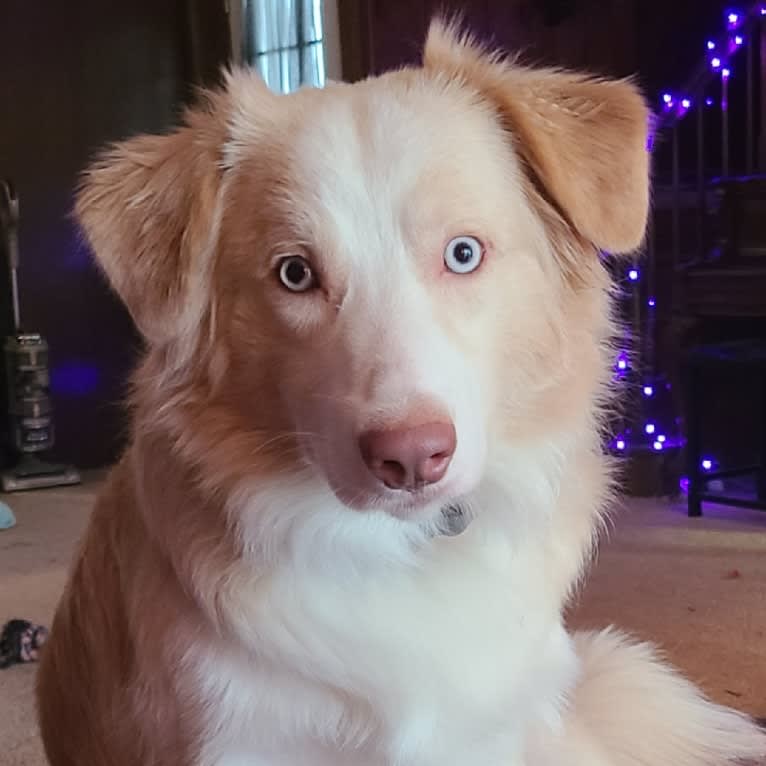 Silas, an Australian Shepherd tested with EmbarkVet.com