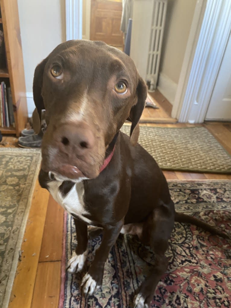 Photo of Franklin Hans Neidermeyer, a Pointer, German Shorthaired Pointer, and Treeing Walker Coonhound mix in Alexandria, Virginia, USA