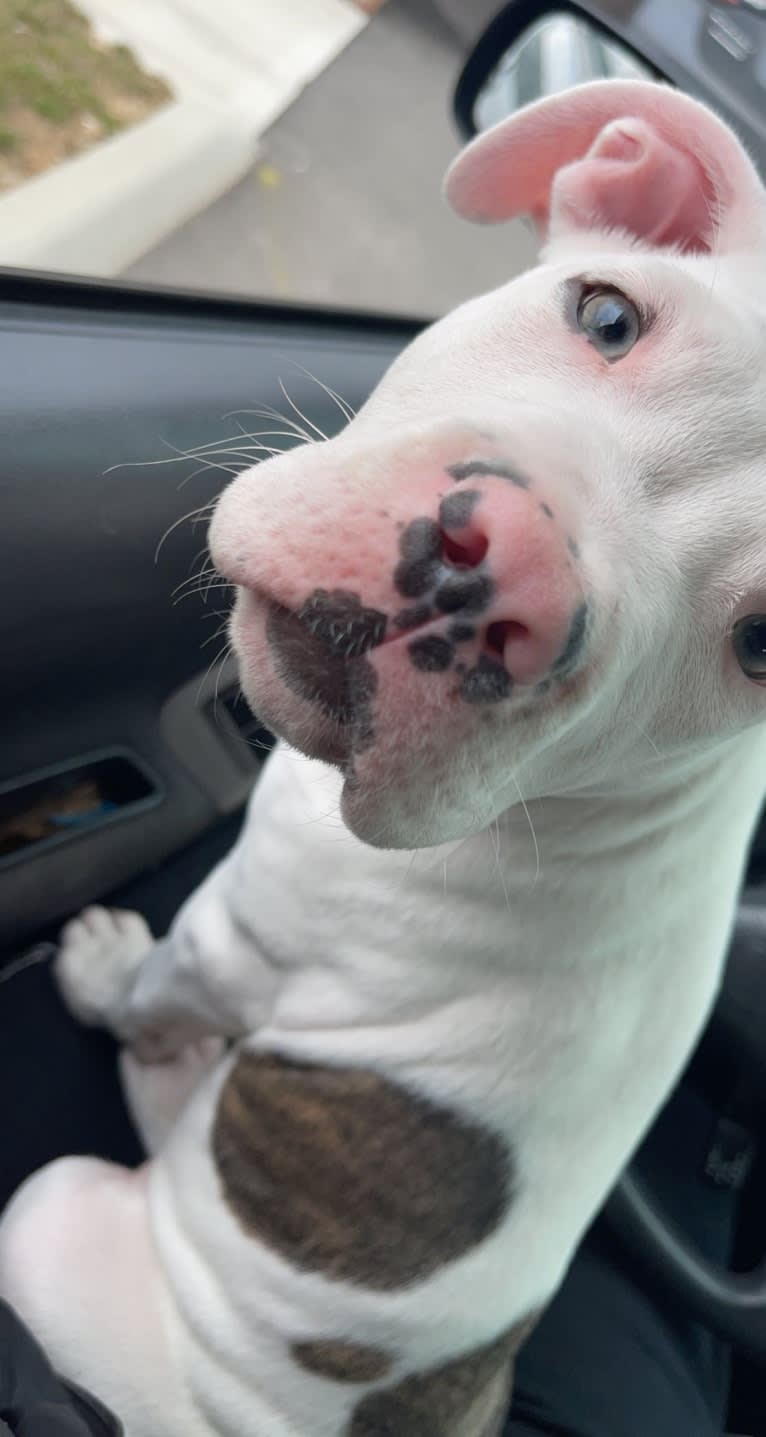 Apollo, an American Pit Bull Terrier and American Staffordshire Terrier mix tested with EmbarkVet.com