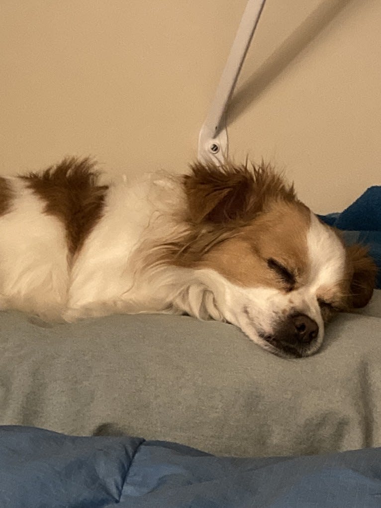 Rooster, a Chihuahua and Pekingese mix tested with EmbarkVet.com