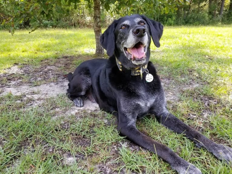 Ebon, a Labrador Retriever tested with EmbarkVet.com