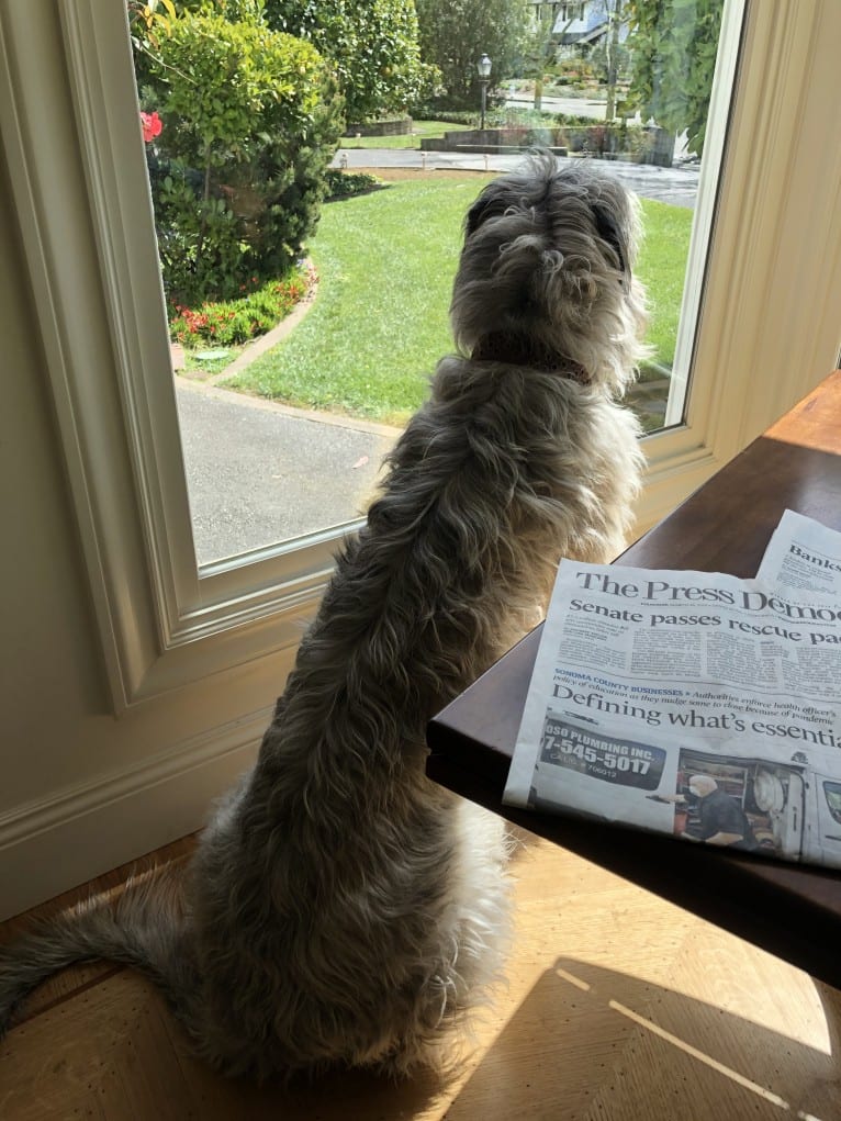 Winter, an Irish Wolfhound tested with EmbarkVet.com