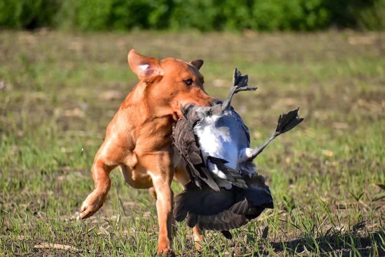 Murc, a Labrador Retriever tested with EmbarkVet.com