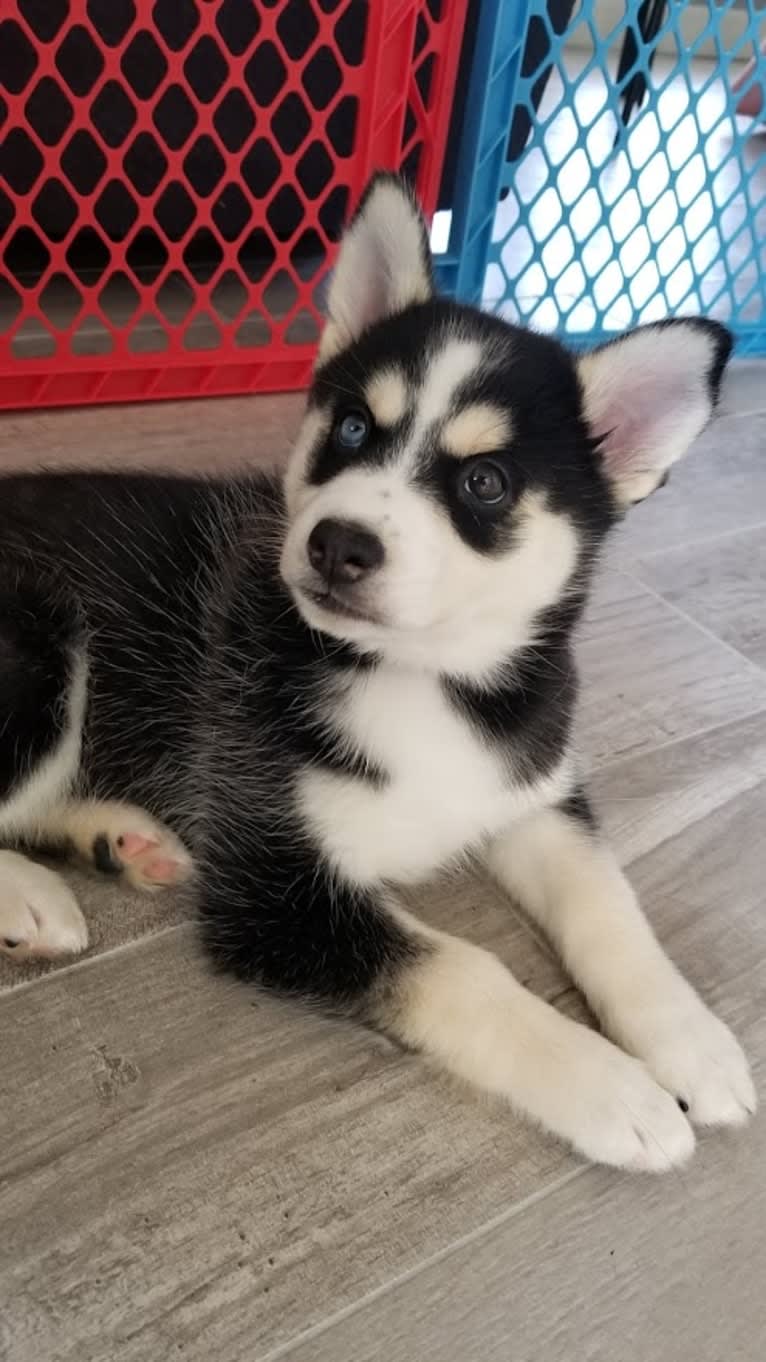 Playful Pomskies' Super Sonic Sabine, a Siberian Husky and Pomeranian mix tested with EmbarkVet.com