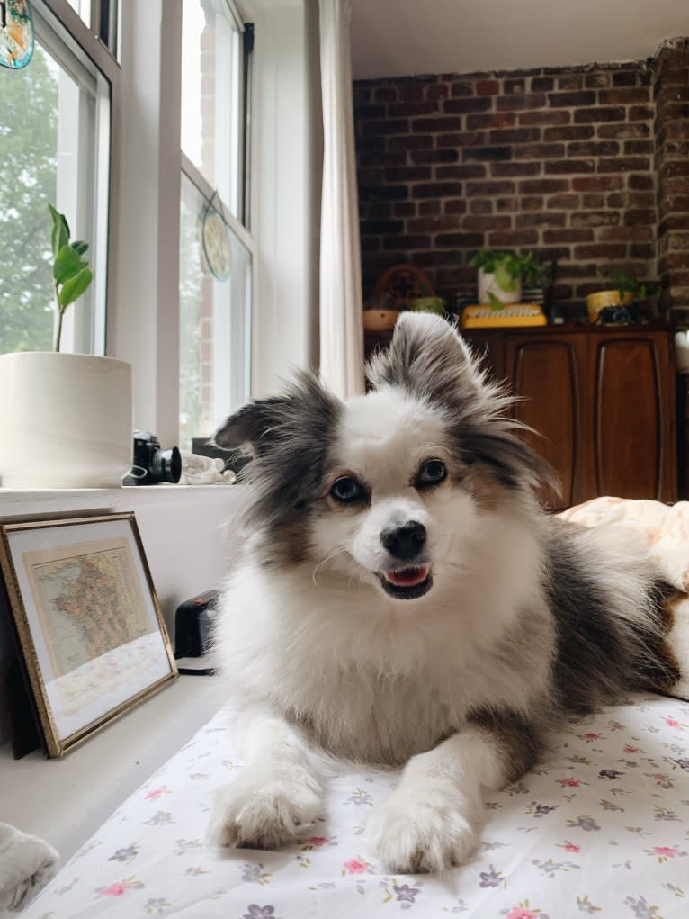 Bentley, an Australian Shepherd tested with EmbarkVet.com