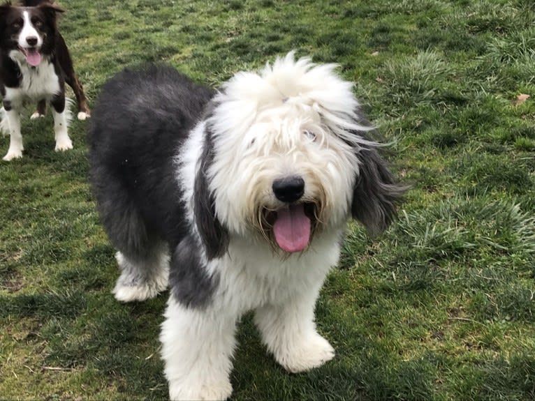 Winston, an Old English Sheepdog tested with EmbarkVet.com