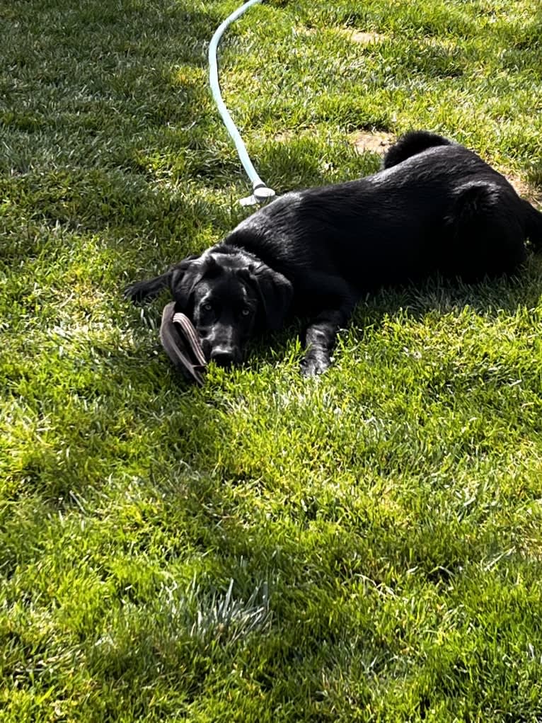 Luc, a Labrador Retriever and Australian Shepherd mix tested with EmbarkVet.com