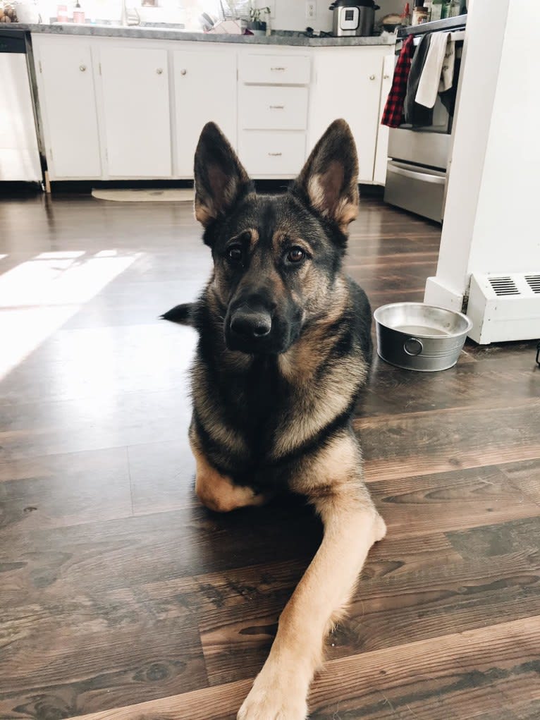 Axel, a German Shepherd Dog tested with EmbarkVet.com