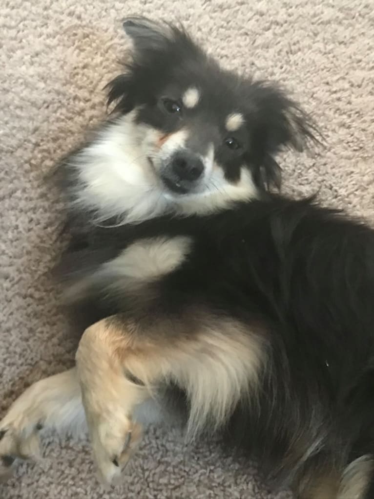 Teddy, a Chihuahua and Pomeranian mix tested with EmbarkVet.com