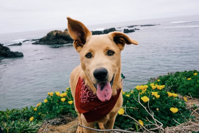 Goose, a German Shepherd Dog and Siberian Husky mix tested with EmbarkVet.com