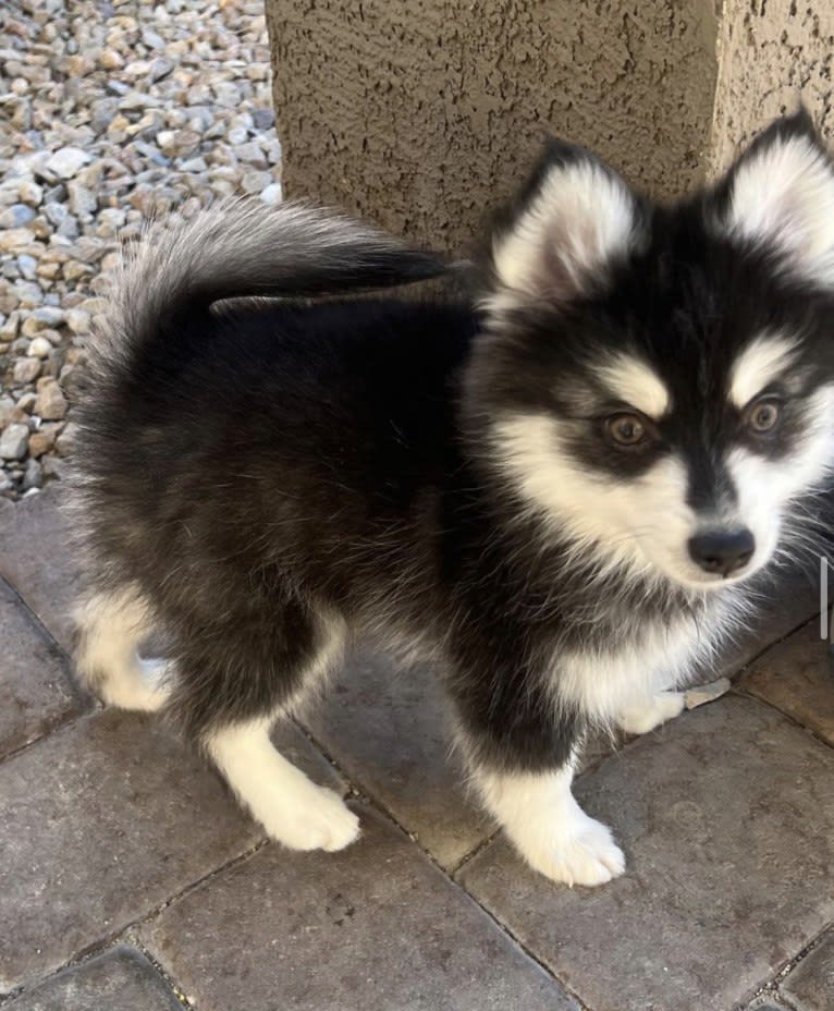 Gunner, a Pomsky tested with EmbarkVet.com