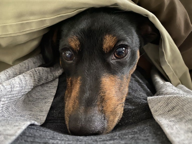 Sergeant, a Chihuahua and Dachshund mix tested with EmbarkVet.com