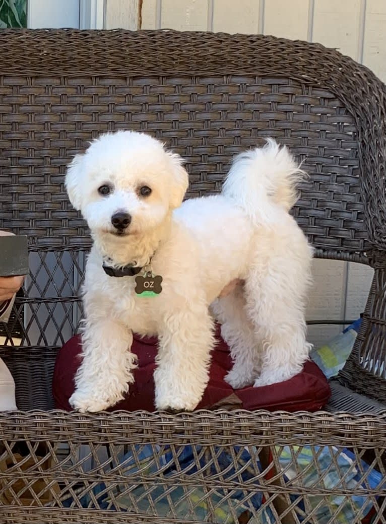 Oz, a Bichon Frise tested with EmbarkVet.com