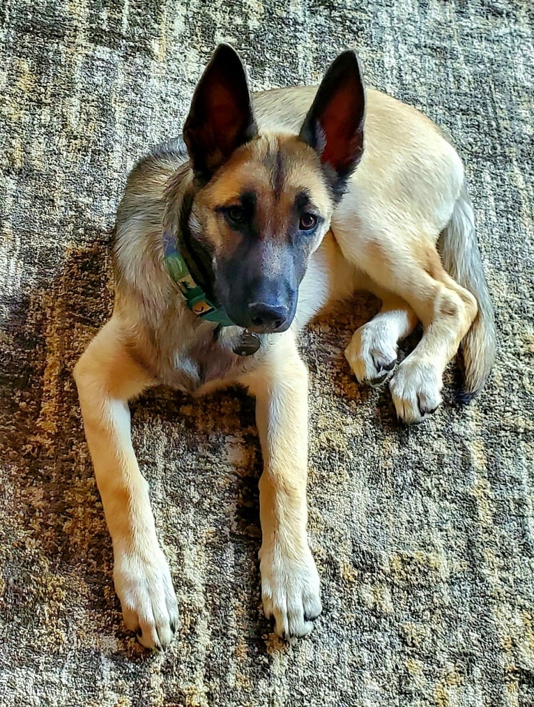 Ripley, a Belgian Malinois and Siberian Husky mix tested with EmbarkVet.com