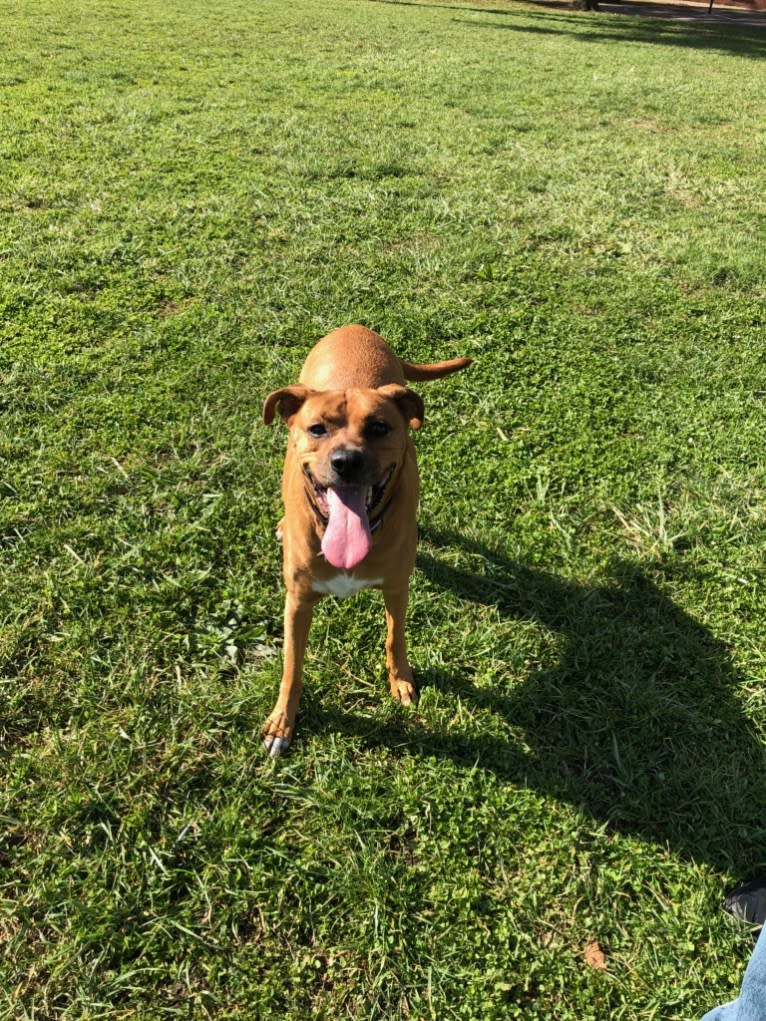 Xavi (Chavi), a Boxer and Siberian Husky mix tested with EmbarkVet.com