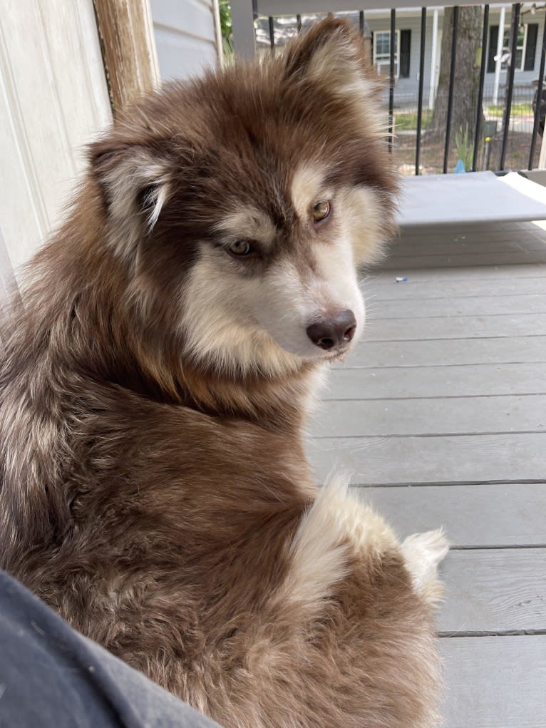 Foxy, a Siberian Husky tested with EmbarkVet.com