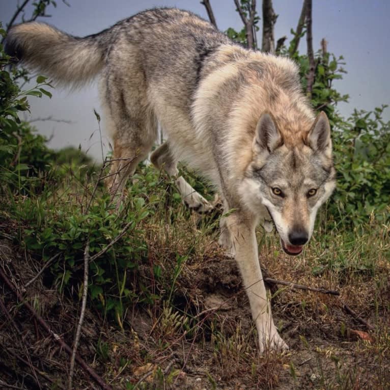 Yuriko, a Czechoslovakian Vlcak tested with EmbarkVet.com