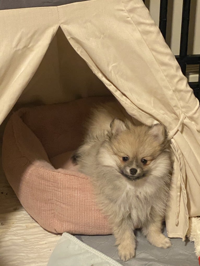 Okami, a Pomeranian tested with EmbarkVet.com