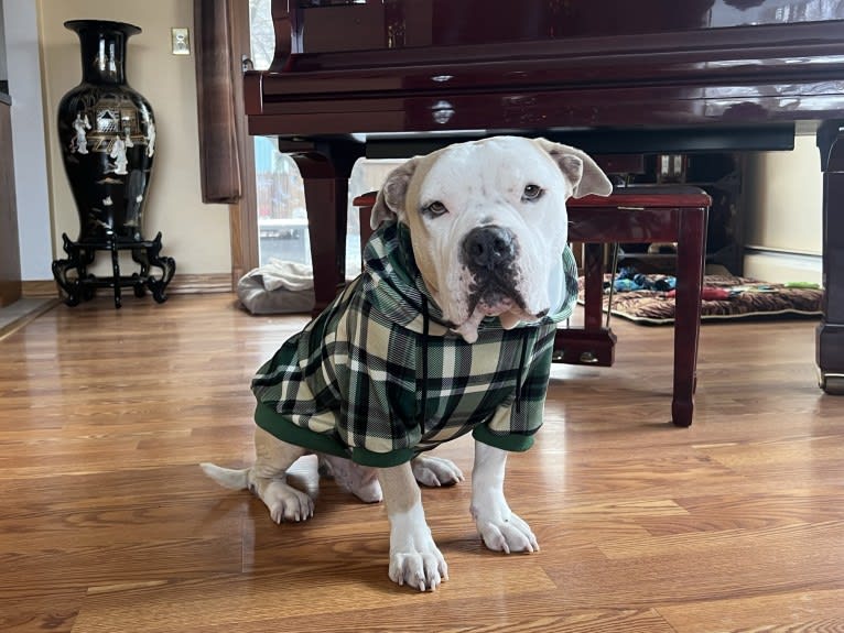 Rambo, an American Bully tested with EmbarkVet.com