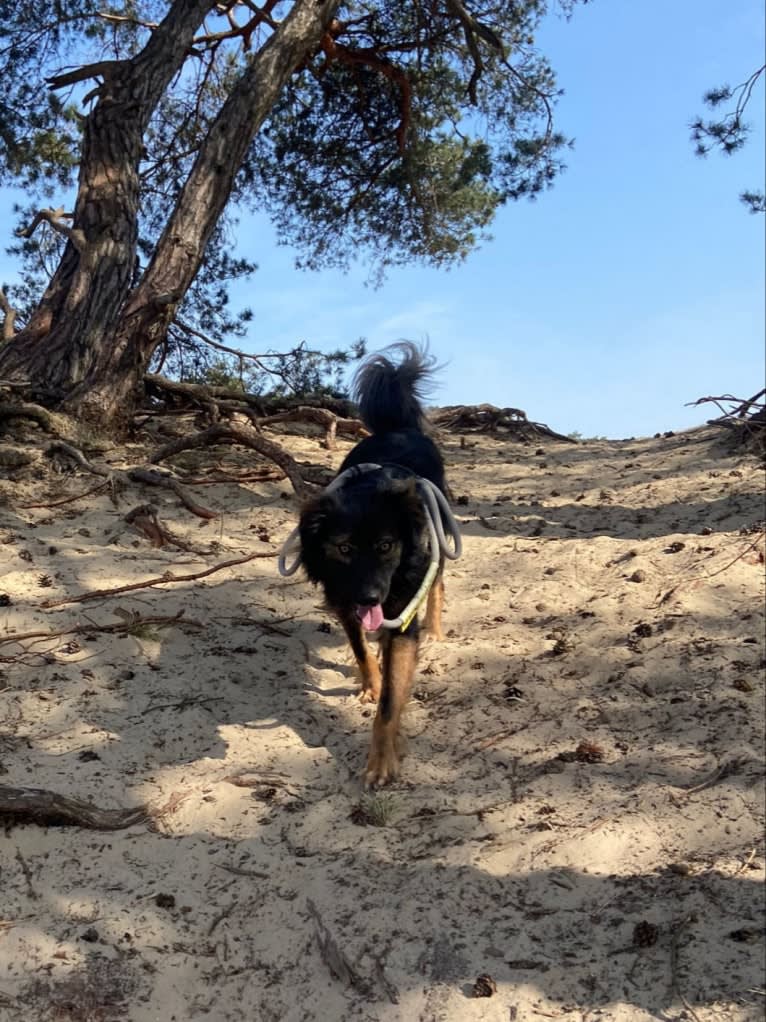 Coco, an Eastern European Village Dog tested with EmbarkVet.com