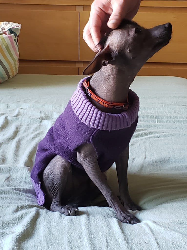 Freyja Oro Bello, a Xoloitzcuintli tested with EmbarkVet.com