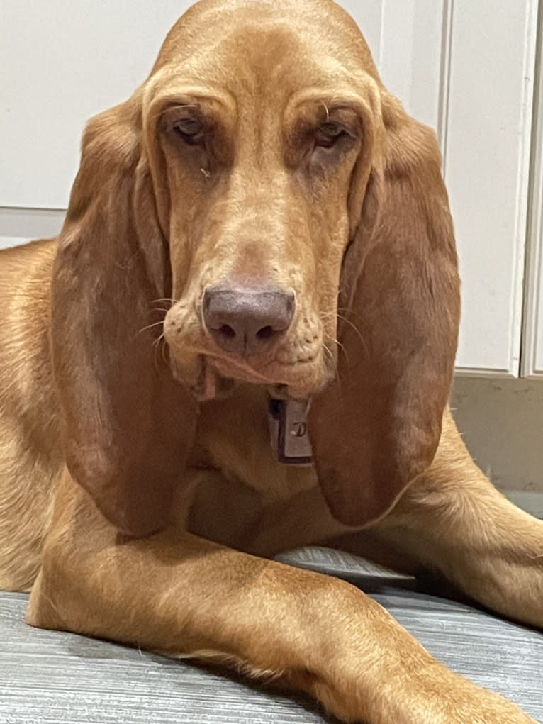 Truvy, a Bloodhound tested with EmbarkVet.com