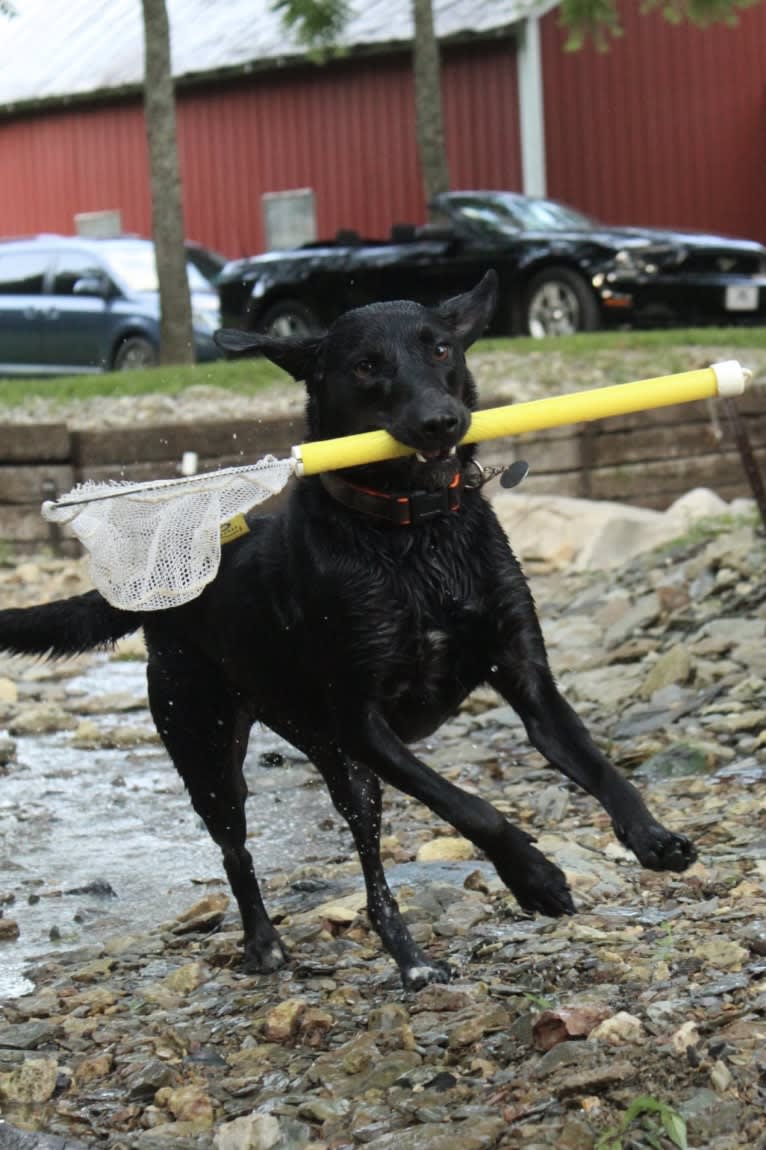 Curiosity Blue, a Labrador Retriever and Australian Shepherd mix tested with EmbarkVet.com