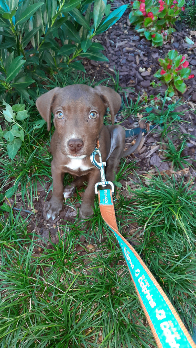 Valkyrie, a Golden Retriever and Labrador Retriever mix tested with EmbarkVet.com