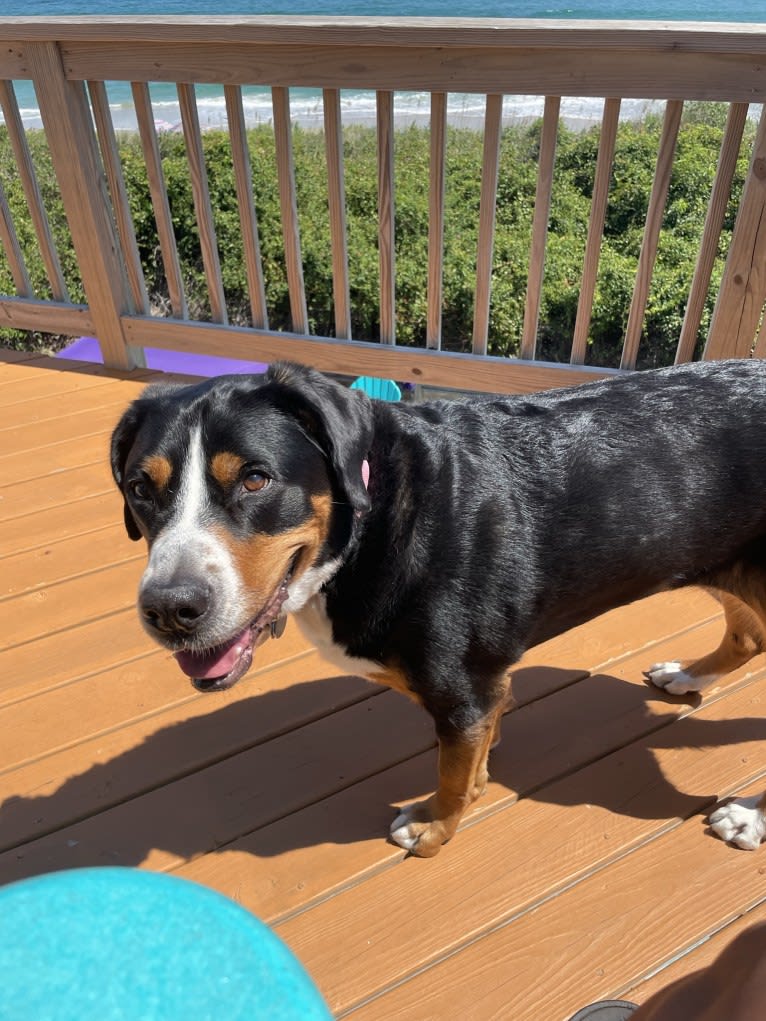 Finley, a Greater Swiss Mountain Dog tested with EmbarkVet.com