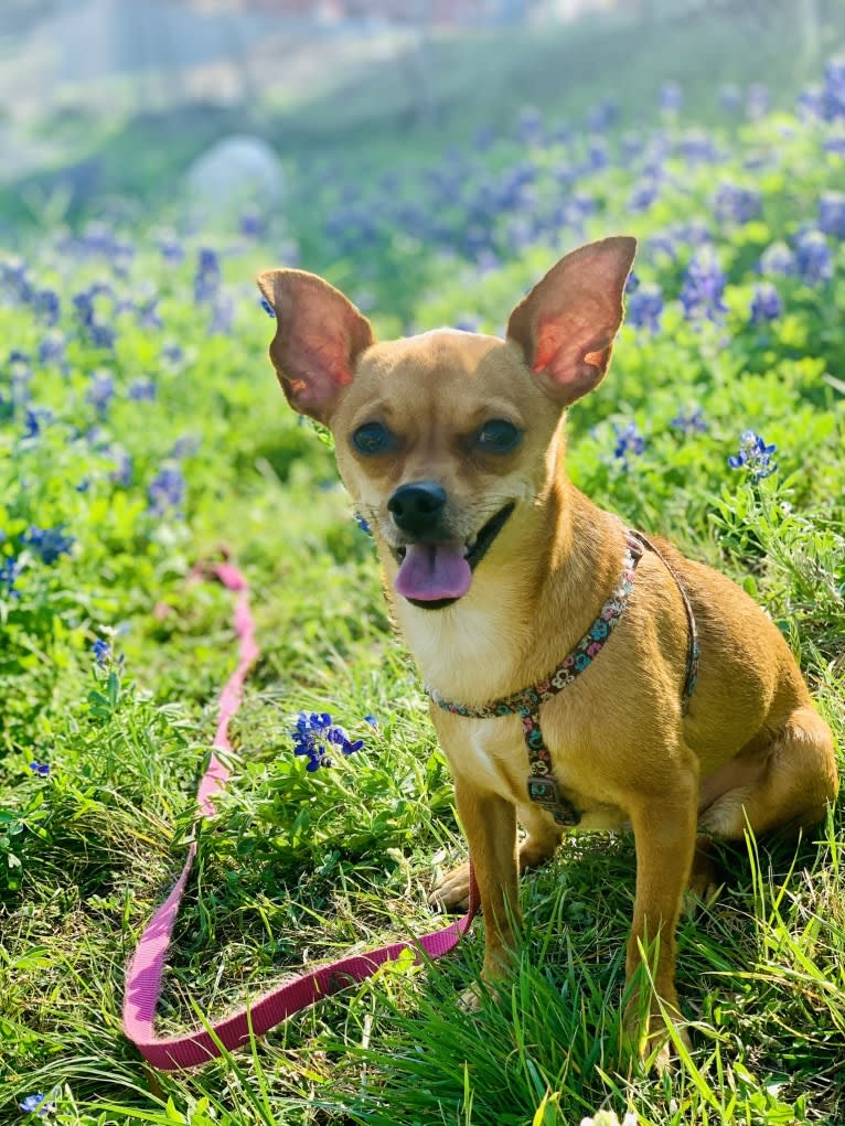 Figgy Smallz, a Miniature Pinscher and Chihuahua mix tested with EmbarkVet.com